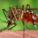 ugonjwa wa dengue