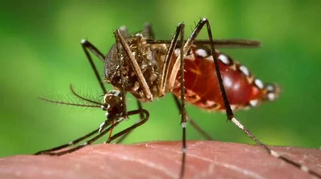 ugonjwa wa dengue