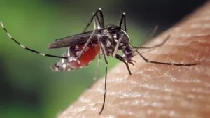 maambukizi ya virusi vya zika