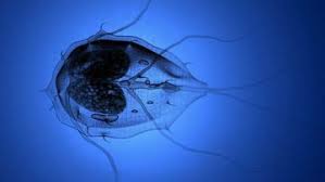 Ugonjwa wa giardiasis