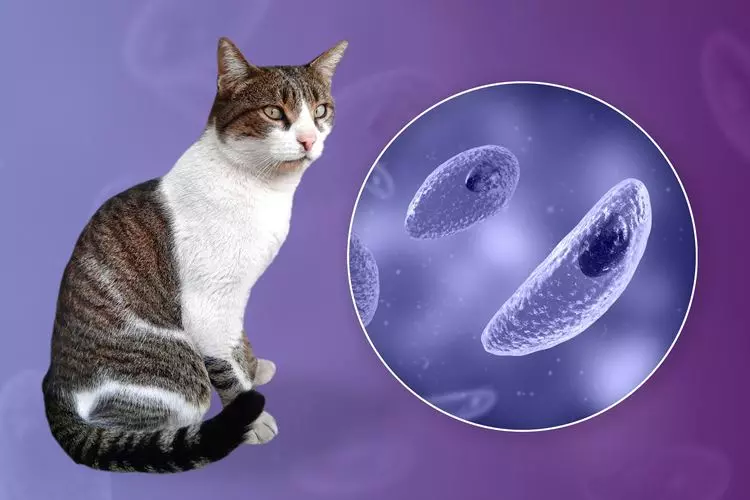Ugonjwa wa toxoplasmosis